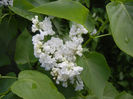 White Lilac Tree (2014, April 20)