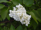 White Lilac Tree (2014, April 20)