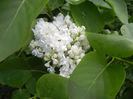 White Lilac Tree (2014, April 20)