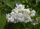 White Lilac Tree (2014, April 20)