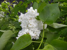 White Lilac Tree (2014, April 20)