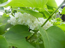 White Lilac Tree (2014, April 20)