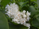White Lilac Tree (2014, April 20)