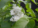 White Lilac Tree (2014, April 20)