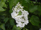 White Lilac Tree (2014, April 20)