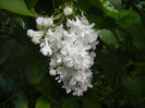 White Lilac Tree (2014, April 20)