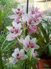 DSCN1294_037