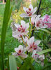 DSCN1295_038