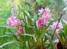 DSCN1296_039