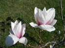 magnolie(martie)