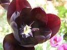 Tulipa Queen of Night (2014, April 21)