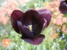 Tulipa Queen of Night (2014, April 21)