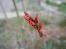 Acer palmatum Katsura (2014, March 13)