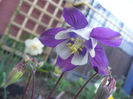 Aquilegia Spring Magic Blue and White