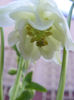 Aquilegia Double White & White