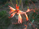 Acer palmatum Katsura (2014, March 19)
