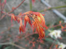 Acer palmatum Katsura (2014, March 20)