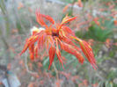 Acer palmatum Katsura (2014, March 20)