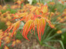 Acer palmatum Katsura (2014, March 24)