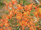 Acer palmatum Katsura (2014, March 25)