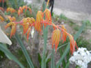Acer palmatum Katsura (2014, March 26)