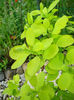 Cotinus coggygria "Young Lady"