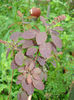 Cotinus coggygria "Royal Purple"