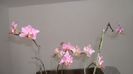 Noi infloriri la orhidutele mele aprilie 2014 003