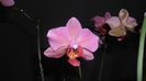 Noi infloriri la orhidutele mele aprilie 2014 004