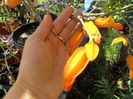 juanuloa mexicana alte flori