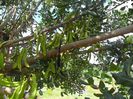 carob fructe 2014