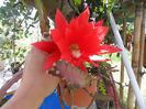 cactus geisha orchid inflorit