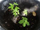panax ginseng mic