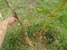 phyllostachys aureocaulis nou