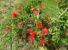 callistemon