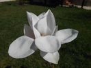 magnolie (martie)