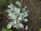Cineraria