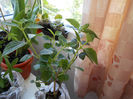 Lantana  achizitie noua apriilie 2014