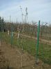 017 - Păr în primul an