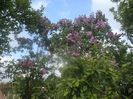 036 - Liliac mov,dublu