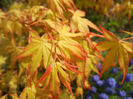 Acer palmatum Katsura (2014, April 03)