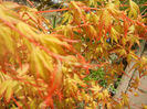 Acer palmatum Katsura (2014, April 03)