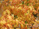 Acer palmatum Katsura (2014, April 03)