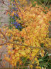 Acer palmatum Katsura (2014, April 03)