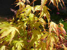 Acer palmatum Katsura (2014, April 20)