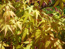 Acer palmatum Katsura (2014, April 20)