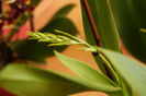 Brassia Orange Delight