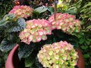hortensia macrofila "forever"