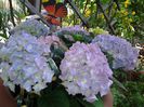 hortensia "king george"