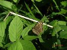 DSC02380